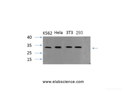 Western Blot analysis of various cells using PYCARD Polyclonal Antibody at dilution of 1:1000.