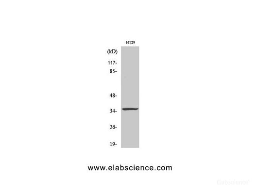 Western Blot analysis of HT29 cells using CASP7 Polyclonal Antibody at dilution of 1:1000.