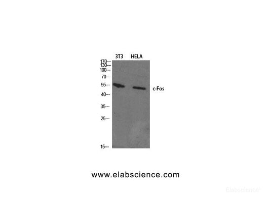 Western Blot analysis of 3T3, Hela cells using c-Fos Polyclonal Antibody at dilution of 1:1000.