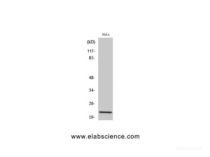 Western Blot analysis of Hela cells using Claudin 1 Polyclonal Antibody at dilution of 1:1000.