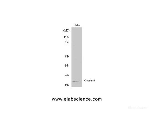 Western Blot analysis of Hela cells using Claudin 4 Polyclonal Antibody at dilution of 1:2000.