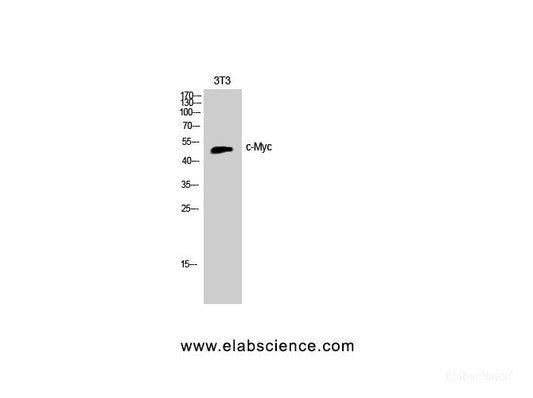 Western Blot analysis of Jurkat cells with c-Myc Polyclonal Antibody.