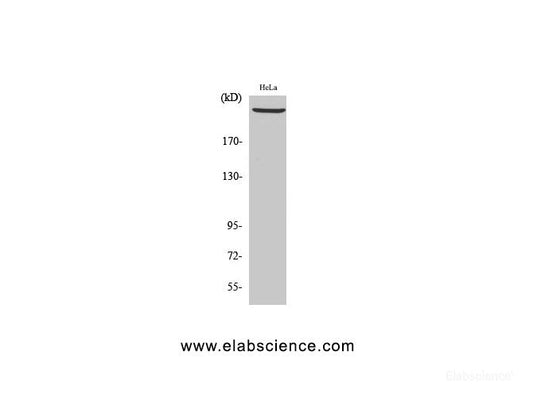 Western Blot analysis of Hela cells using PRKDC Polyclonal Antibody at dilution of 1:2000.