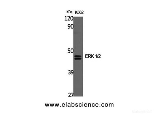 Western Blot analysis of K562 cells using ERK 1/2 Polyclonal Antibody at dilution of 1:2000.