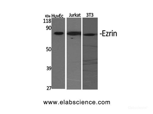 Western Blot analysis of various cells using EZR Polyclonal Antibody at dilution of 1:2000.