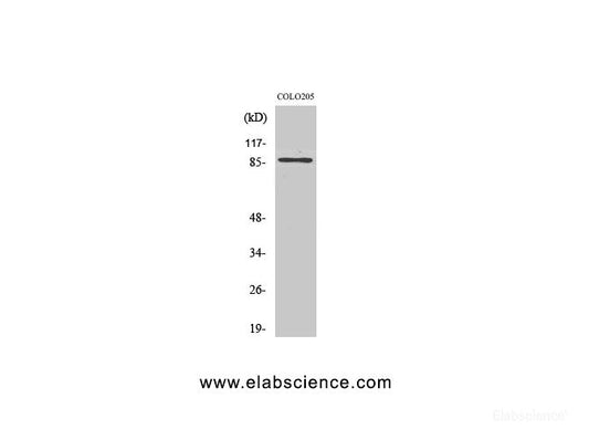 Western Blot analysis of Jurkat cells using FOXO3 Polyclonal Antibody at dilution of 1:1000.