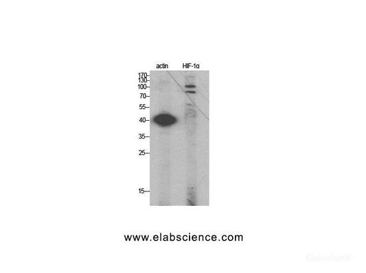 Western Blot analysis of HeLa cells using HIF1 alpha Polyclonal Antibody at dilution of 1:2000.