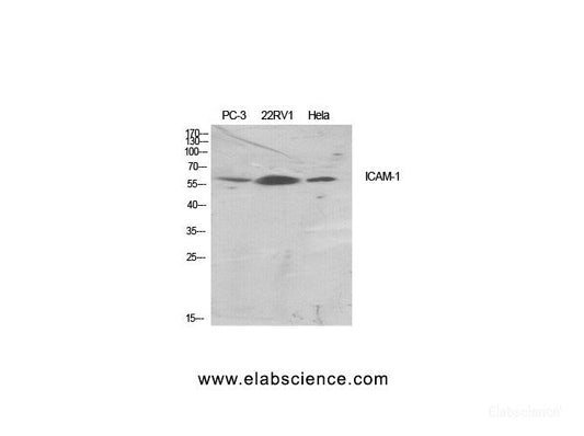 Western Blot analysis of various cells using CD54 Polyclonal Antibody at dilution of 1:500.