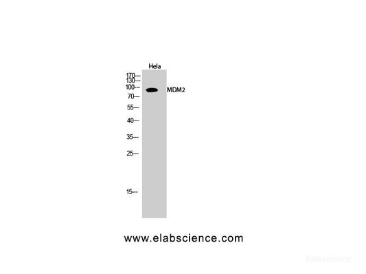 Western Blot analysis of Hela cells using MDM2 Polyclonal Antibody at dilution of 1:2000.
