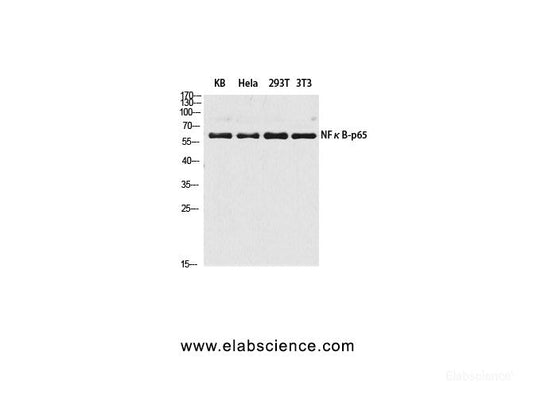 Western Blot analysis of KB, Hela, 293T, 3T3 cells using NFκB-p65 Polyclonal Antibody at dilution of 1:2000.