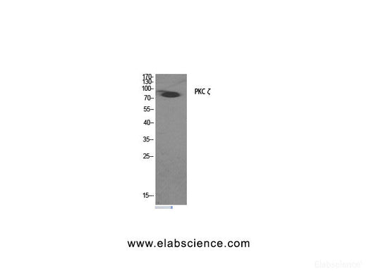 Western Blot analysis of COS7 cells treated with PMA (125ng/ml, 30mins) minus immunising peptide using PKC zeta Polyclonal Antibody at dilution of 1:2000.