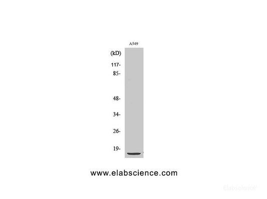 Western Blot analysis of A549 cells with S100A1 Polyclonal Antibody