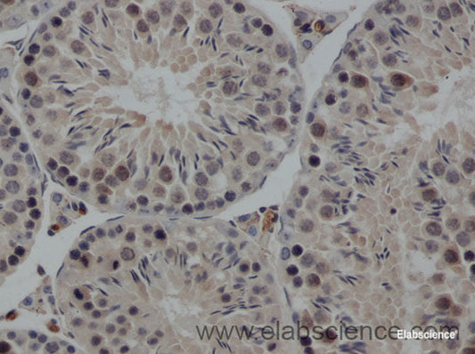 Immunohistochemistry of paraffin-embedded Rat testis using FSH beta Polyclonal Antibody at dilution of 1:50