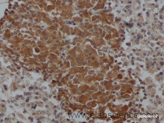 Immunohistochemistry of paraffin-embedded Rat pancreas using IL10 Polyclonal Antibody at dilution of 1:50
