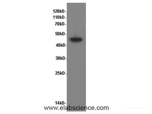 Western Blot analysis of Caco-2 cells using CK-20 Polyclonal Antibody at dilution of 1:600