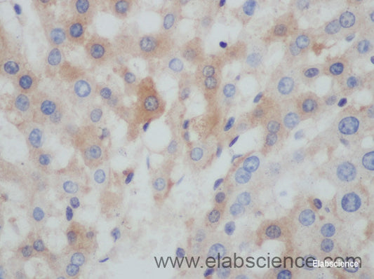 Immunohistochemistry of paraffin-embedded Rat liver using BCL2L15 Polyclonal Antibody at dilution of 1:50