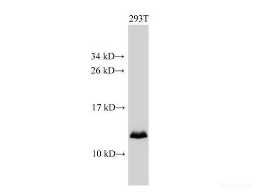 Western Blot analysis of 293T cell using MIF Polyclonal Antibody at dilution of 1:2000