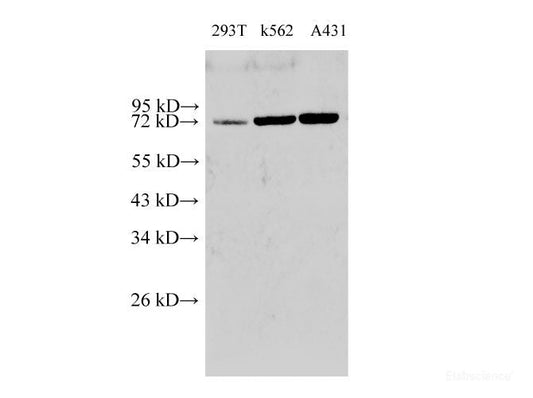 Western Blot analysis of 293T, k562 and A431 cells using HSP70 Polyclonal Antibody at dilution of 1:2000