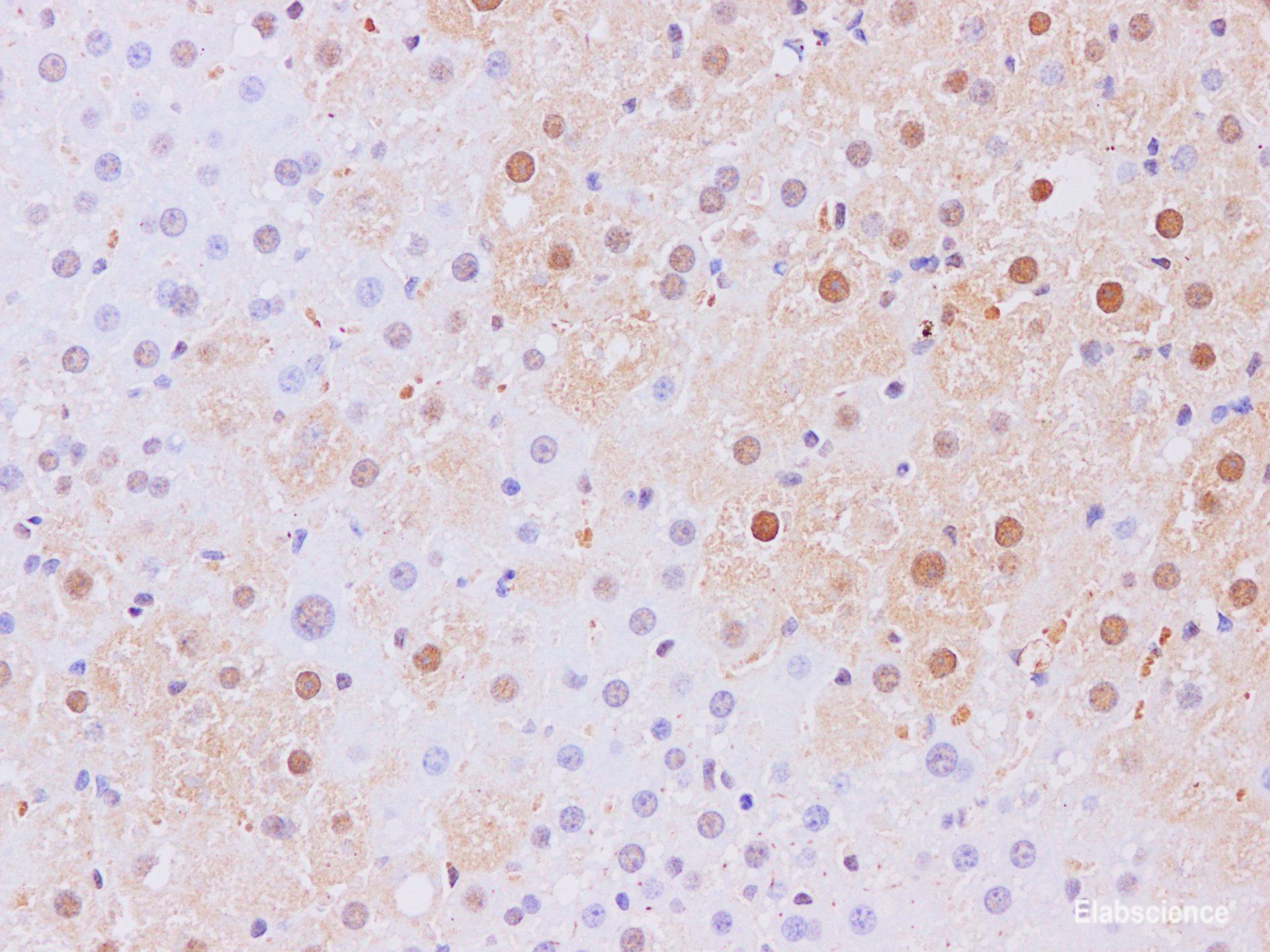 Immunohistochemistry of paraffin-embedded Rat liver using Nr1h3 Polyclonal Antibody at dilution of 1:200
