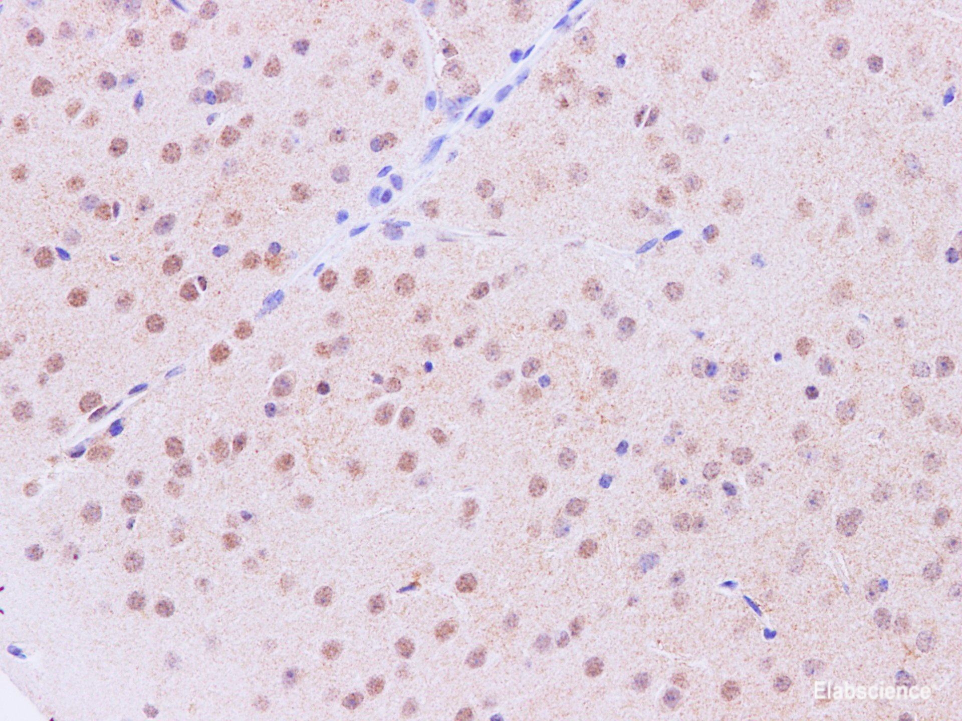 Immunohistochemistry of paraffin-embedded Mouse brain using Tinagl1 Polyclonal Antibody at dilution of 1:200