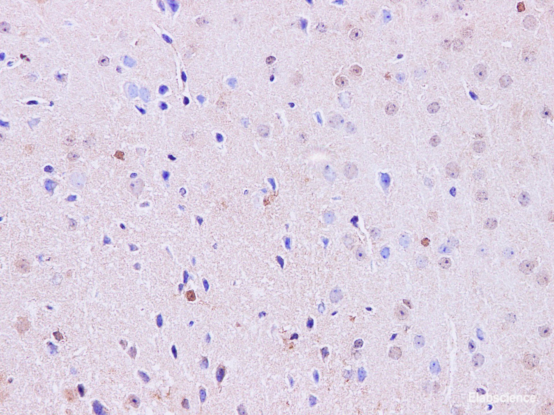 Immunohistochemistry of paraffin-embedded Mouse brain using Hoxa1 Polyclonal Antibody at dilution of 1:100