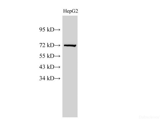 Western Blot analysis of HepG2 cell using Lamin B1 Polyclonal Antibody at dilution of 1:1000