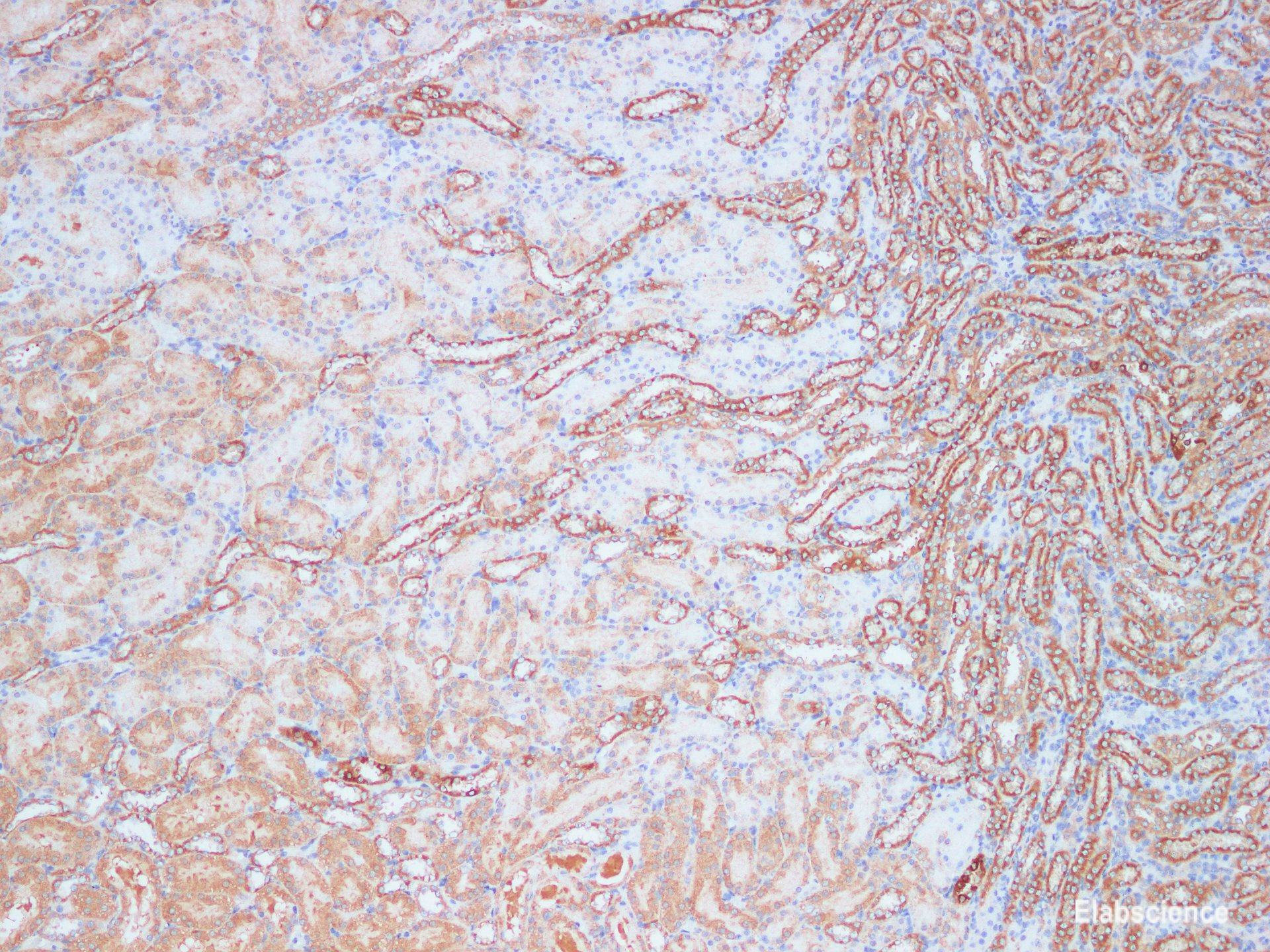 Immunohistochemistry of paraffin-embedded Rat kidney using KLK10 Polyclonal Antibody Antibody at dilution of 1:200(1×100)