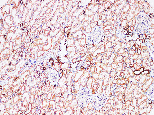 Immunohistochemistry of paraffin-embedded Human kidney using FUT3 Polyclonl Antibody at dilution of 1:200.