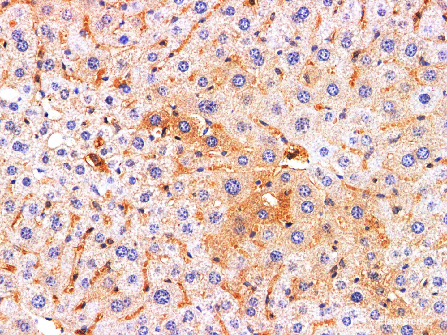 Immunohistochemistry of paraffin-embedded Rat liver using REG4 Polyclonl Antibody at dilution of 1:200.