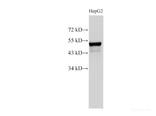 Western Blot analysis of HepG2 using CK-7 Polyclonl Antibody at dilution of 1:1000.