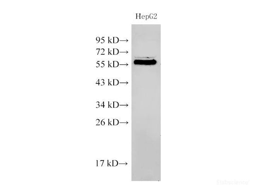 Western Blot analysis of HepG2 cells using PDCD4 Polyclonal Antibody at dilution of 1:500