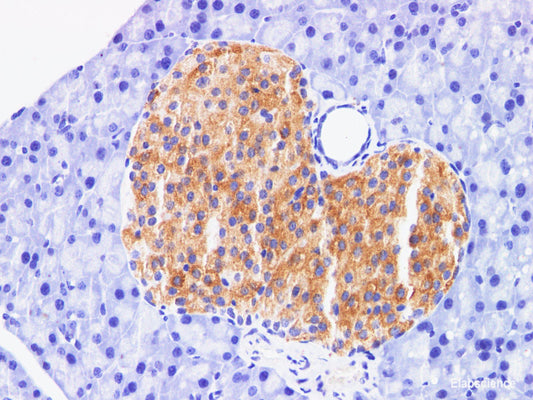 Immunohistochemistry of paraffin-embedded Mouse pancreas using FAP Polyclonal Antibody at dilution of 1:200