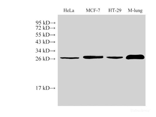 Western Blot analysis of 1)Hela, 2)MCF-7, 3)HT-29, 4)Mouse Lung using LGALS3 Polycloanl Antibody at dilution of 1:1000