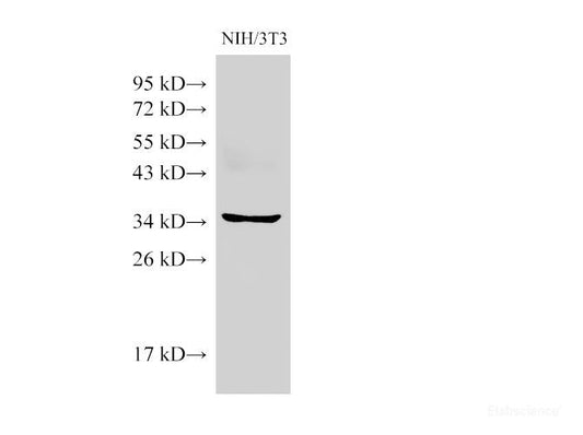 Western Blot analysis of NIH/3T3 cells using BMI1 Ployclonal Antibody at dilution of 1:500.