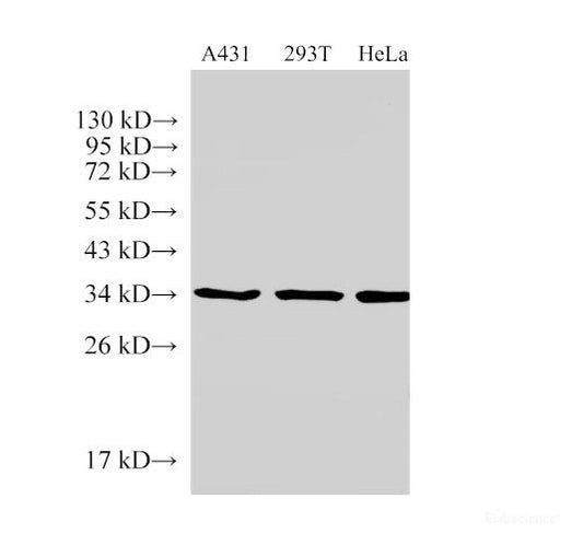 Western Blot analysis of A431, 293T and Hela cells using ANXA5 Polyclonal Antibody at dilution of 1:500