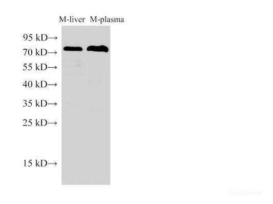 Western Blot analysis of Mouse liver and Mouse plasma using Transferrin Polyclonal Antibody at dilution of 1:250000.