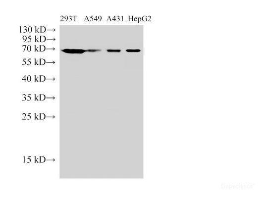 Western Blot analysis of 293T, A549, A431 and HepG2 cells using HSP70 Polyclonal Antibody at dilution of 1:10000.