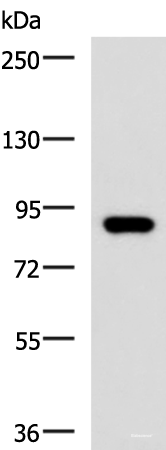 Western blot analysis of 293T cell lysate  using ABCB5 Polyclonal Antibody at dilution of 1:500