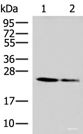 Western blot analysis of 293T and A549 cell lysates  using CD63 Polyclonal Antibody at dilution of 1:800
