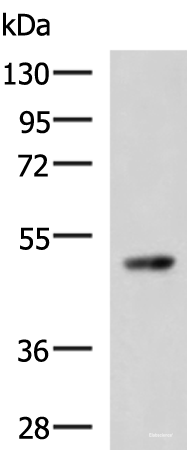 Western blot analysis of 293T cell lysate  using TP53 Polyclonal Antibody at dilution of 1:1000
