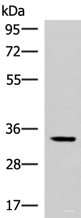 Western blot analysis of Mouse adrenal gland tissue lysate  using FOSL2 Polyclonal Antibody at dilution of 1:550