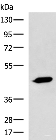 Western blot analysis of A431 cell lysate  using ASB10 Polyclonal Antibody at dilution of 1:800