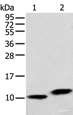 Western blot analysis of Hela cell and Human fetal liver tissue  using MPC1 Polyclonal Antibody at dilution of 1:250