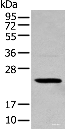 Western blot analysis of 293T cell  using TCEAL4 Polyclonal Antibody at dilution of 1:250