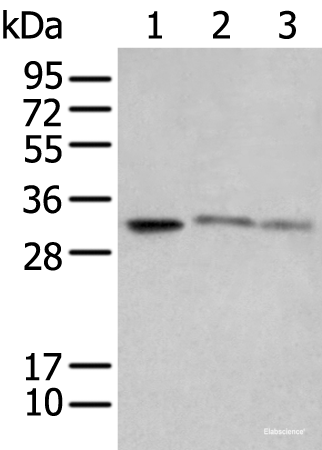 Western blot analysis of SP20 Raji and Jurkat cell lysates  using SPIC Polyclonal Antibody at dilution of 1:650
