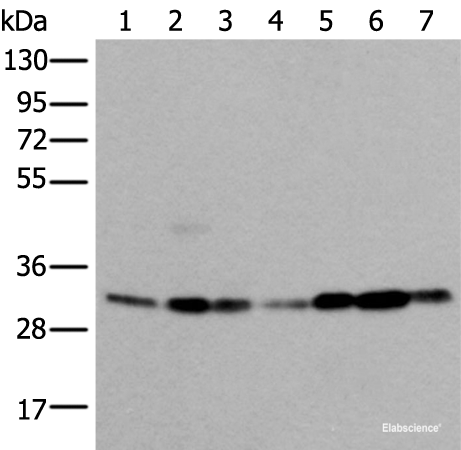 Western blot analysis of 293T Hela Jurkat and A431 cell Human heart tissue Mouse kidney tissue HEPG2 cell lysates  using VDAC1 Polyclonal Antibody at dilution of 1:350
