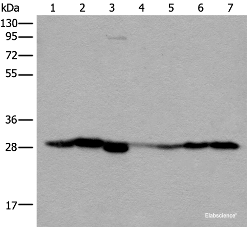 Western blot analysis of Human kidney tissue RAW264.7 cell Mouse kidney tissue Human lung tissue Human fetal liver tissue Hela and 231 cell lysates  using VTI1B Polyclonal Antibody at dilution of 1:300