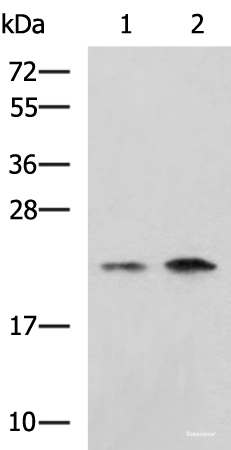 Western blot analysis of Jurkat Raji cell lysates  using CHMP6 Polyclonal Antibody at dilution of 1:1000