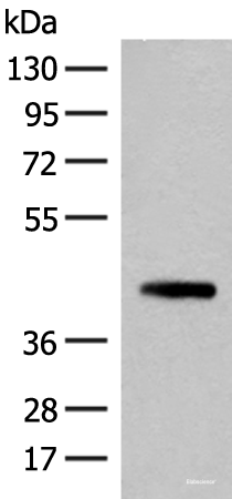 Western blot analysis of 293T cell lysate  using SMS Polyclonal Antibody at dilution of 1:500