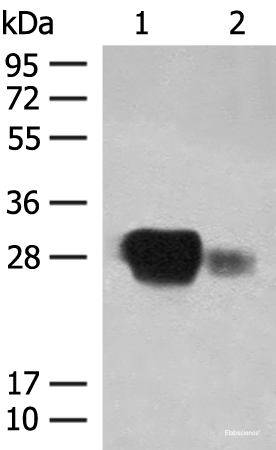 Western blot analysis of Raji cell and Human spleen tissue lysates  using HLA-DPB1 Polyclonal Antibody at dilution of 1:350